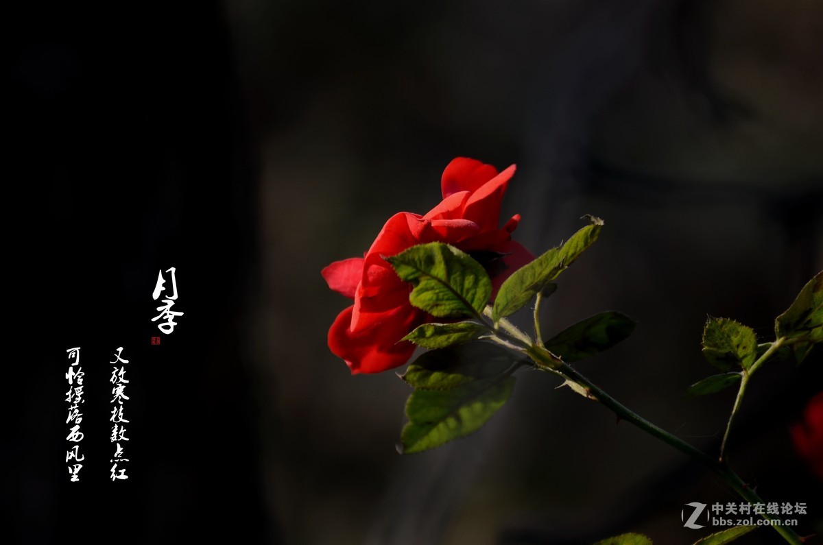 冬月里的月季 中关村在线摄影论坛 
