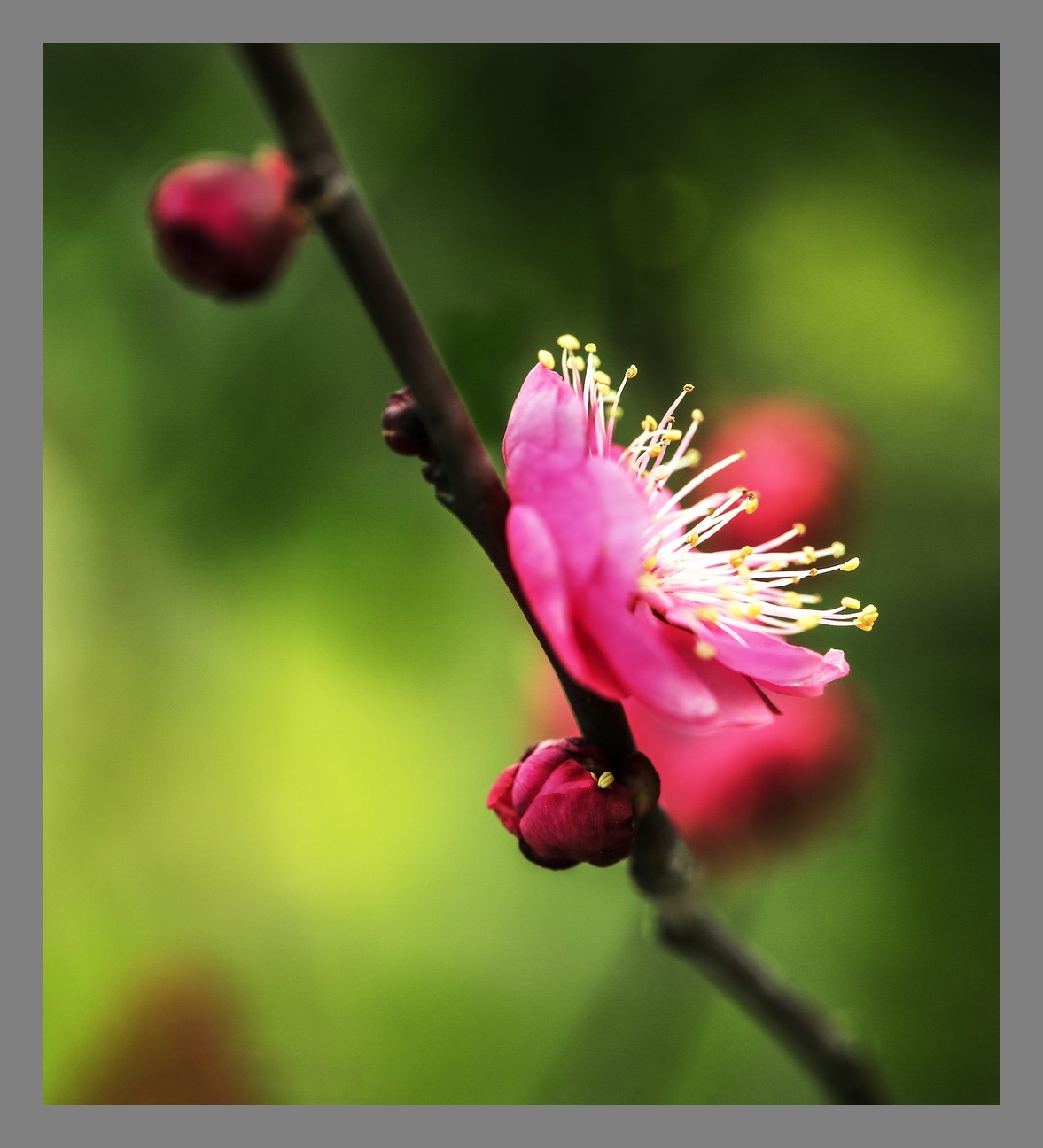 一组梅花第二图