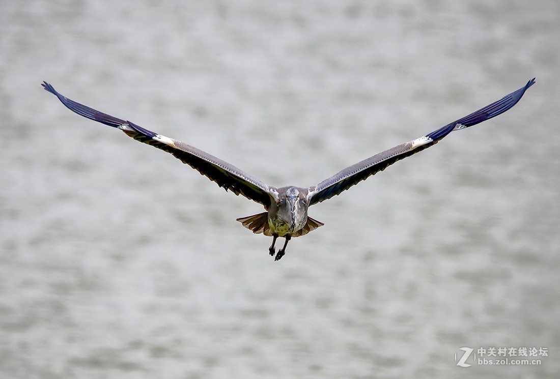 大连西山水库捕食红鱼 的苍鹭