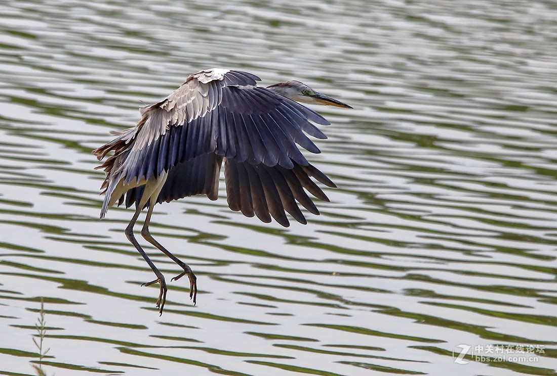大连西山水库捕食红鱼 的苍鹭