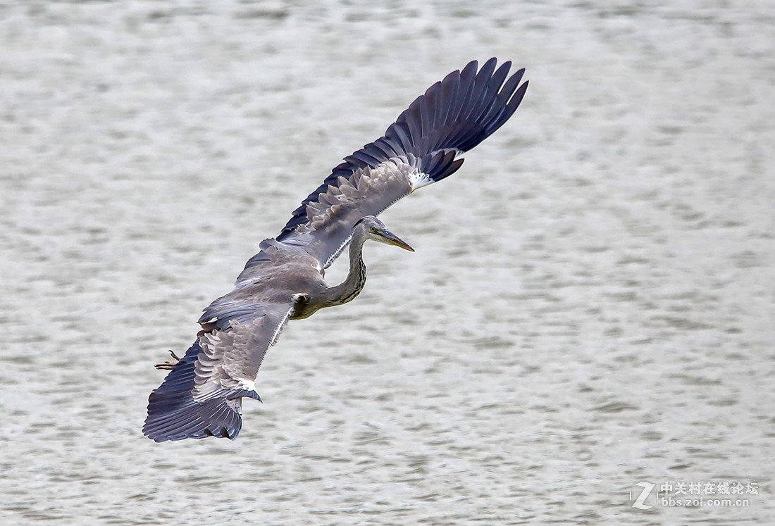 大连西山水库捕食红鱼 的苍鹭
