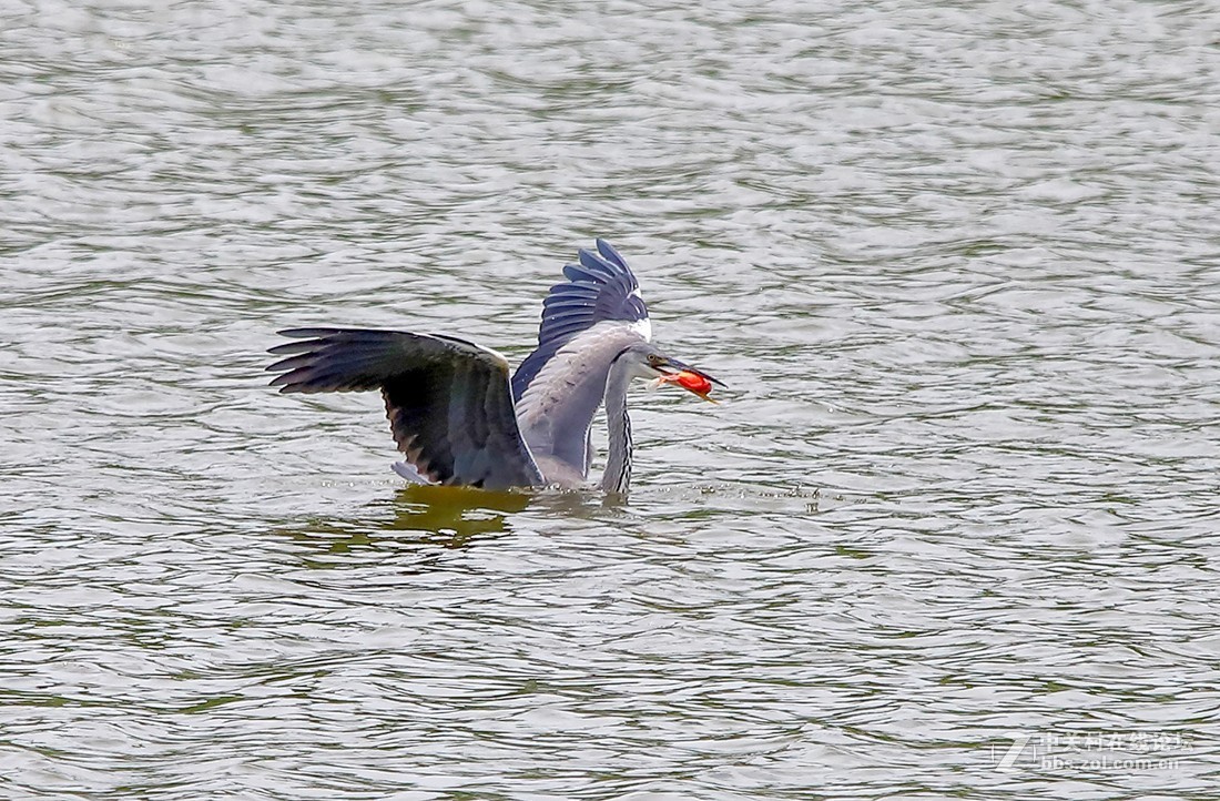 大连西山水库捕食红鱼 的苍鹭