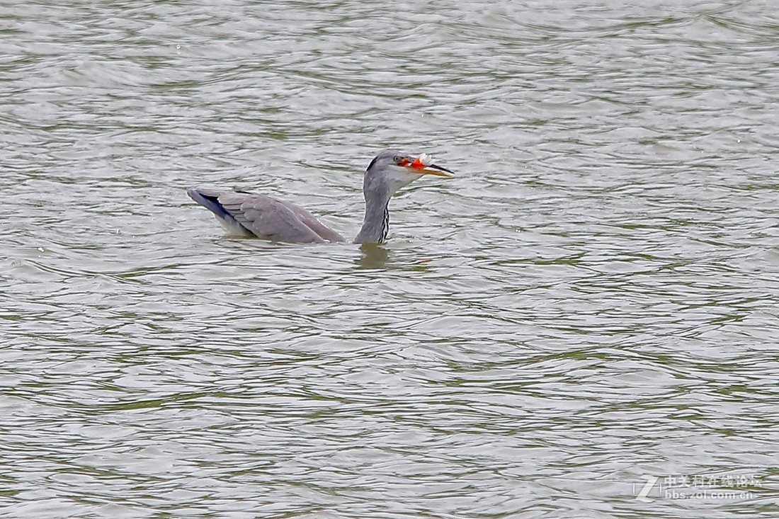 大连西山水库捕食红鱼 的苍鹭