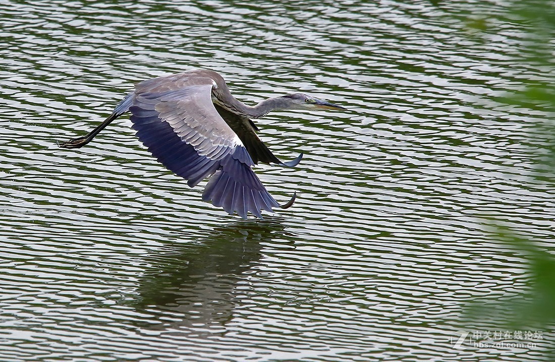 大连西山水库捕食红鱼 的苍鹭