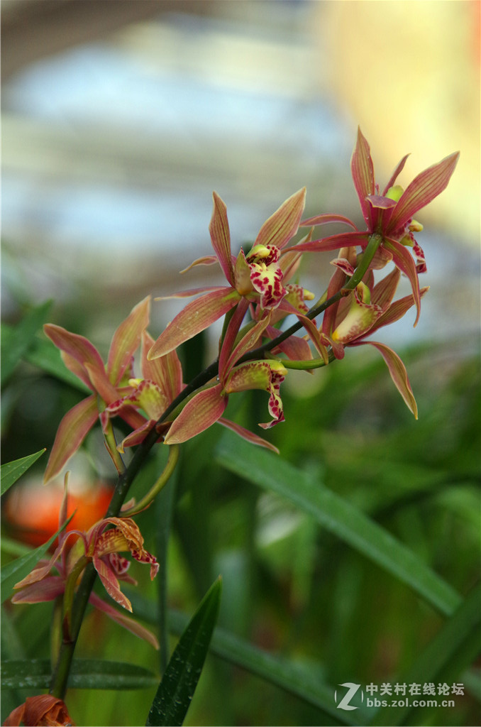 K50+威达28-210，继续拍花