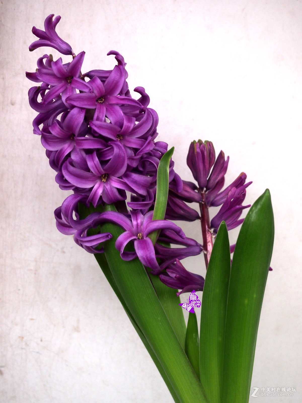 淡紫色风信子花语图片