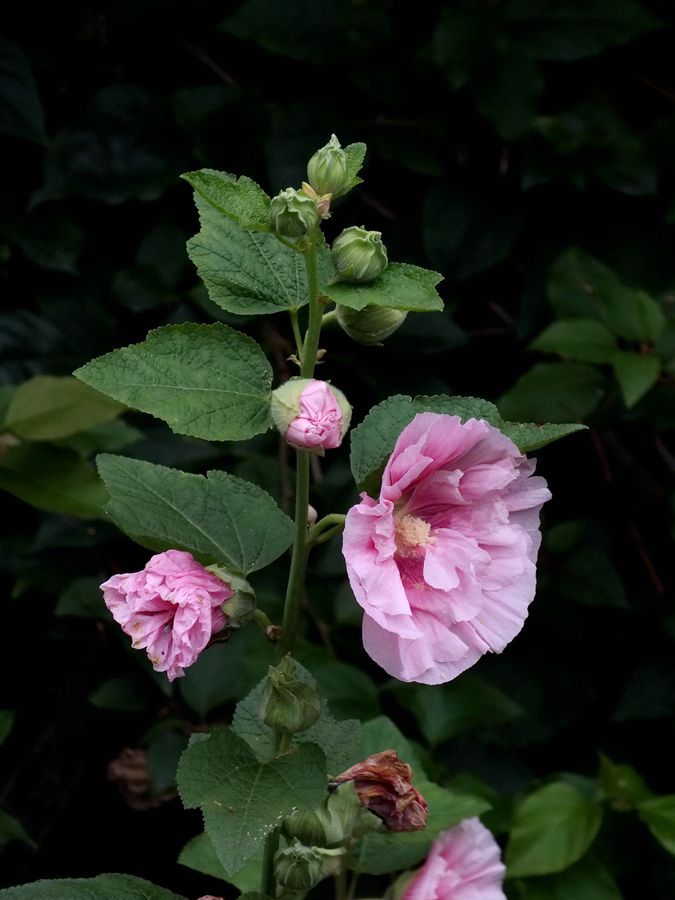 #ZOL月赛-春暖花开#芙蓉花