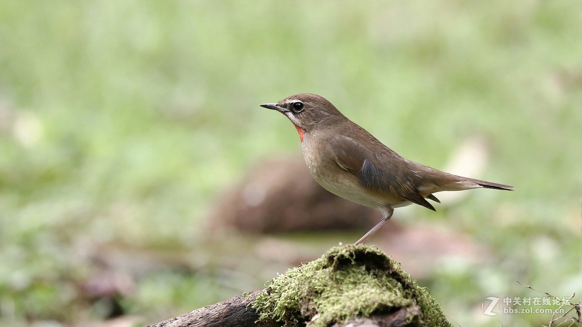 分享 红喉姬鹟MMGG