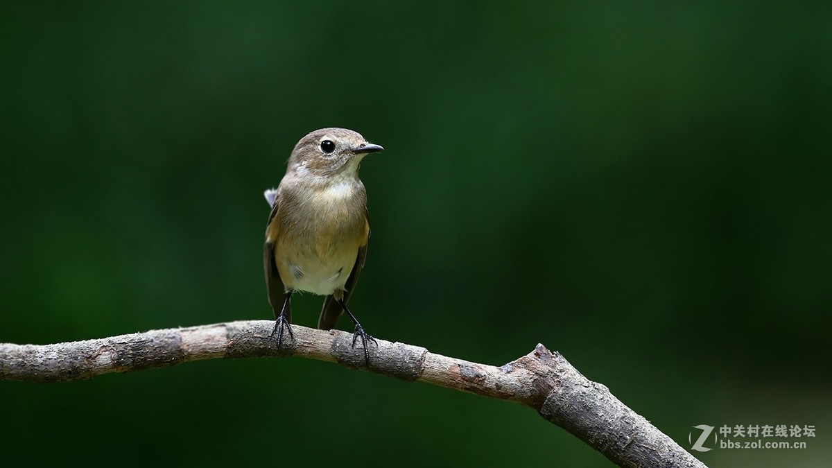 分享 红喉姬鹟MMGG