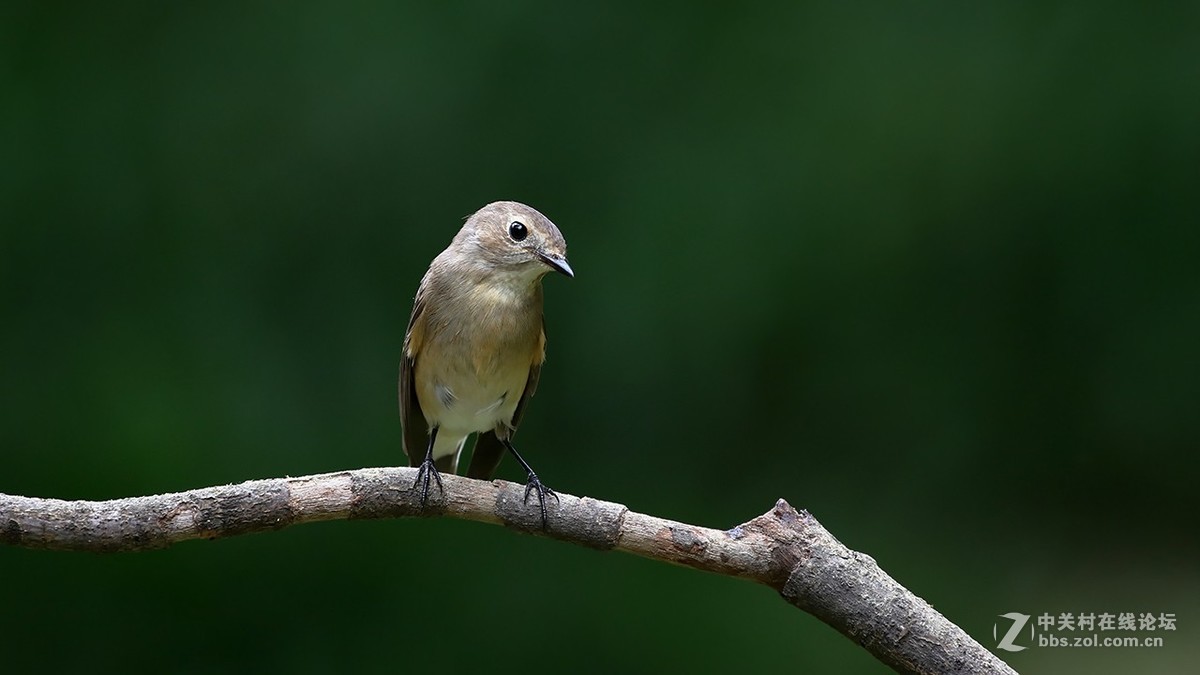 分享 红喉姬鹟MMGG