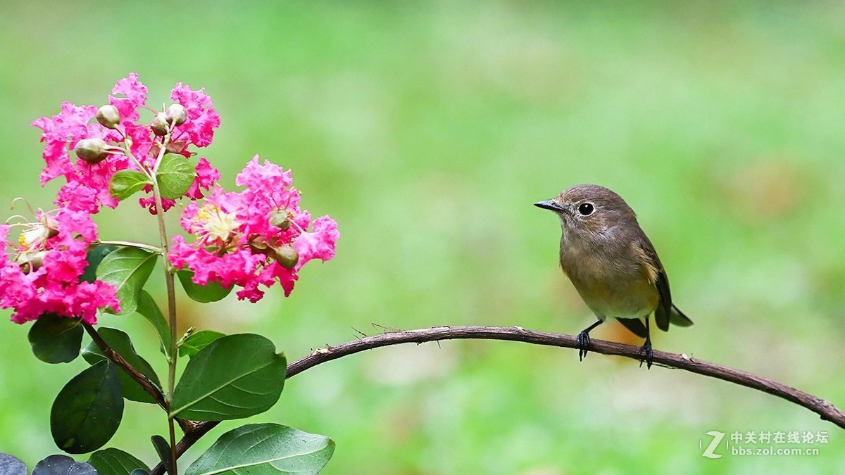 分享 红喉姬鹟MMGG