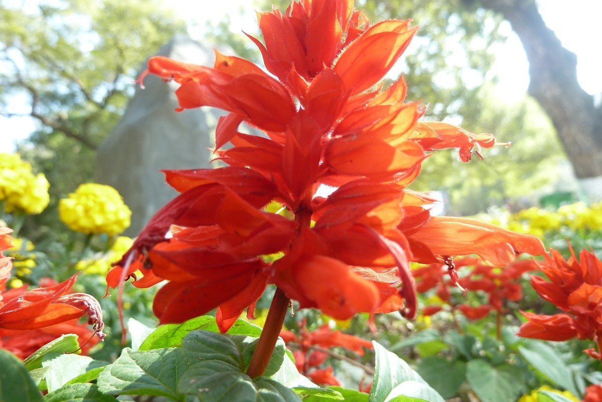 松下ZS7逆光拍菊花和一串红