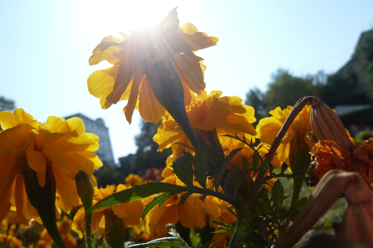 松下ZS7逆光拍菊花和一串红