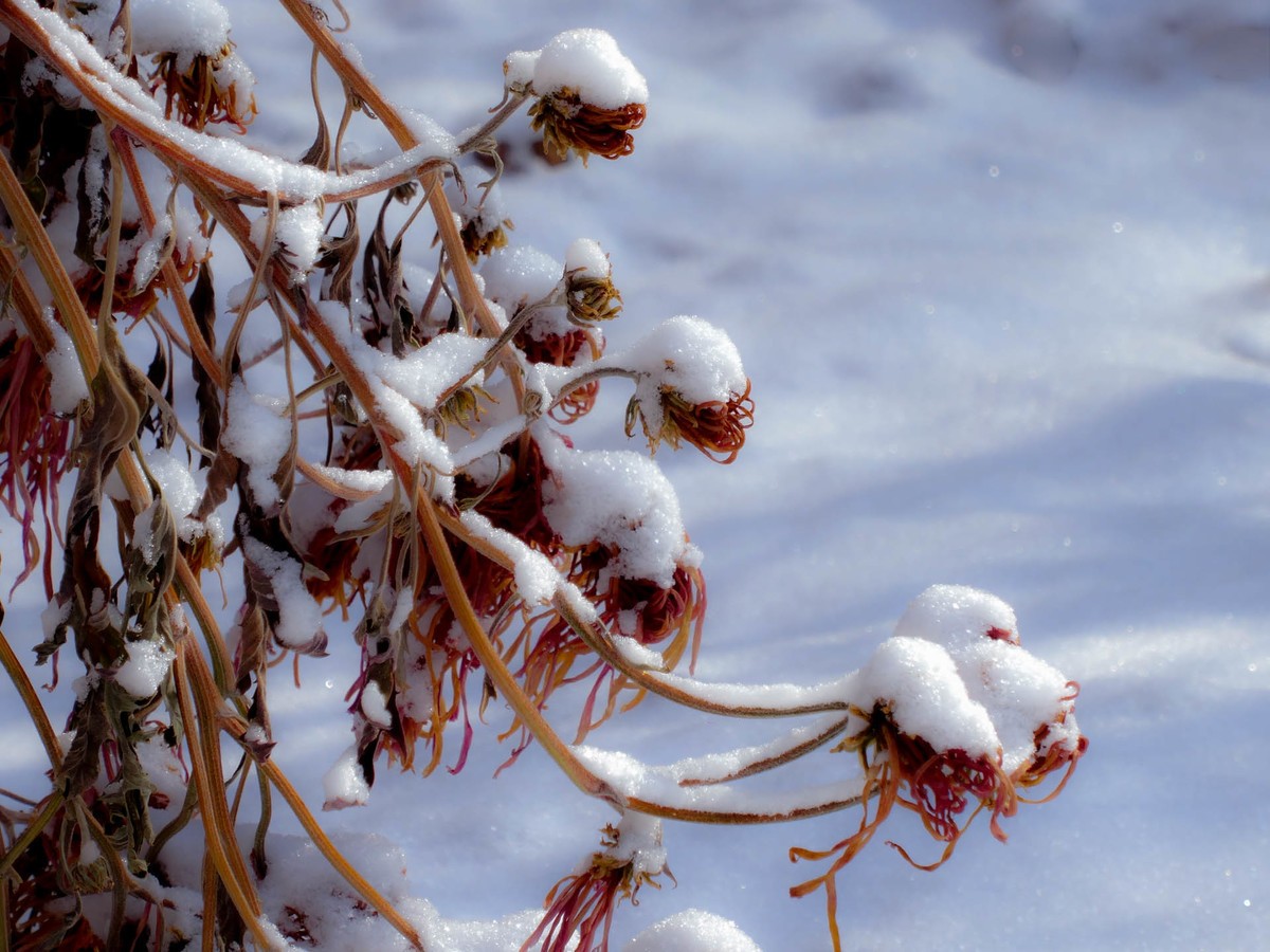 春风吹又生—(冬菊)
