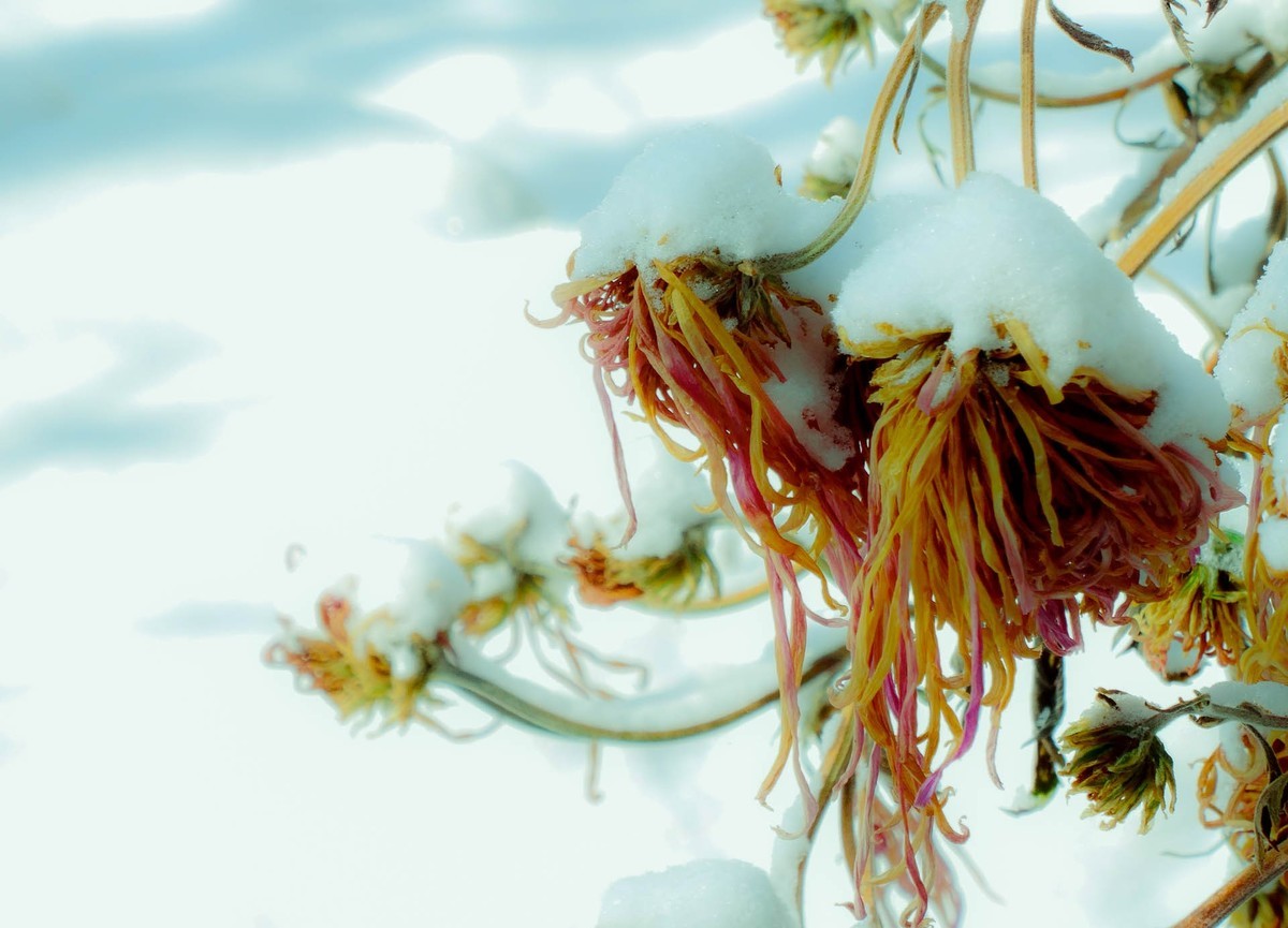 春风吹又生—(冬菊)