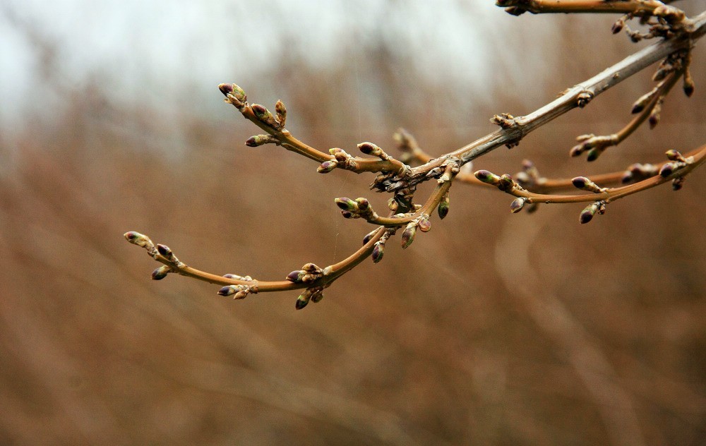 3月的枝芽-中关村在线摄影论坛