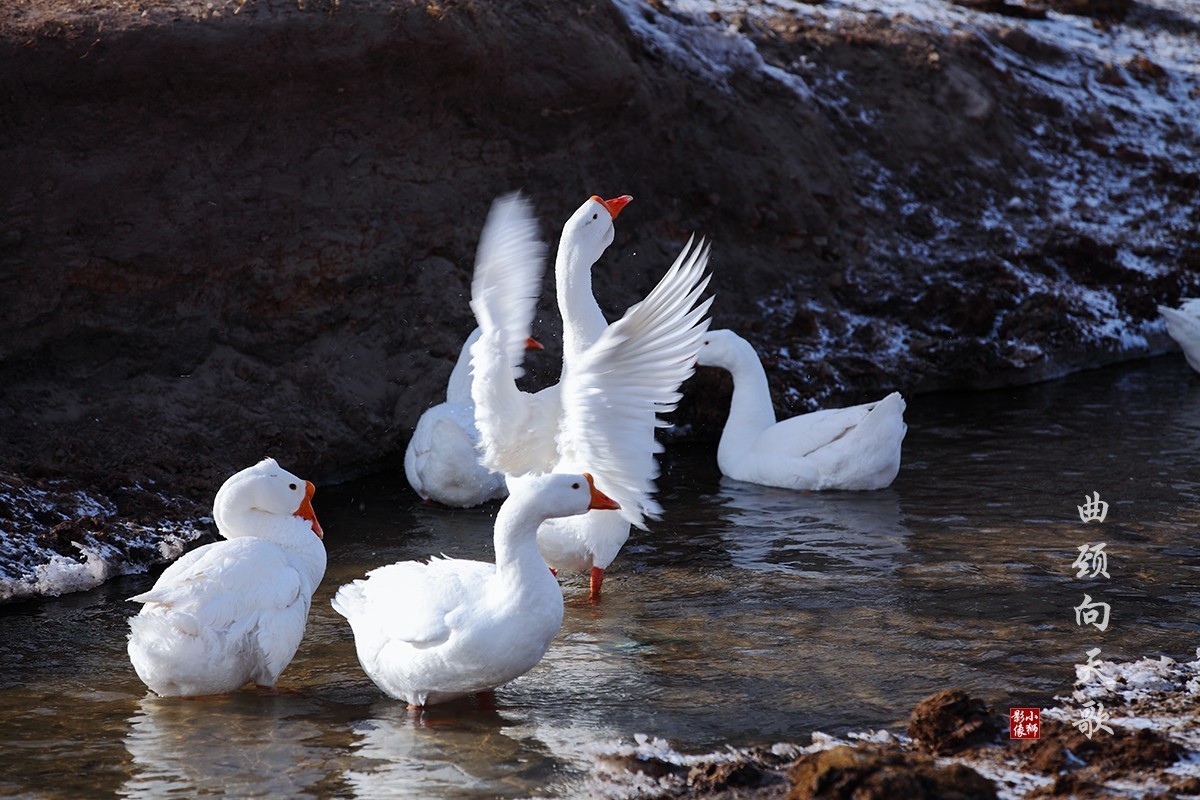 坝上行摄之------蛤蟆坝之冬