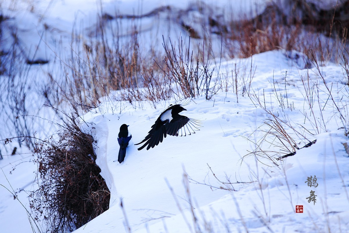 坝上行摄之------蛤蟆坝之冬