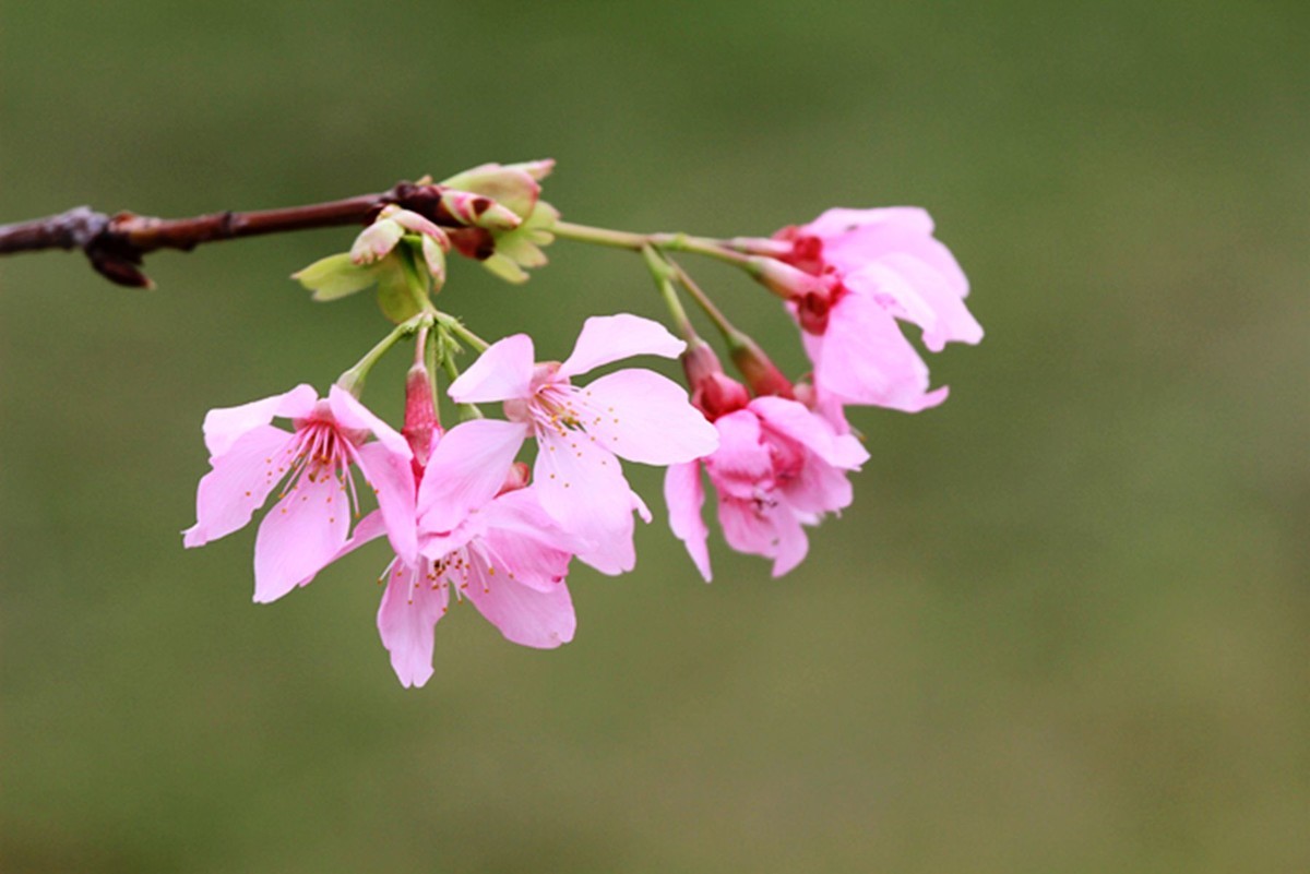 美丽的厦门迎春樱花朵风光摄影