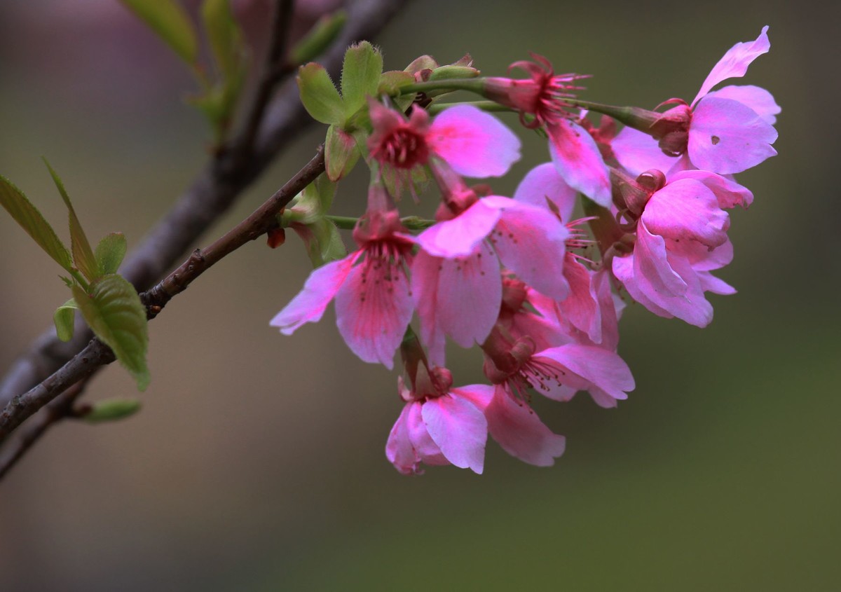 美丽的厦门迎春樱花朵风光摄影
