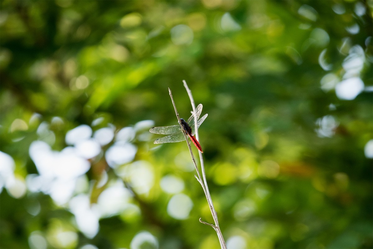 适马100-400mm试镜