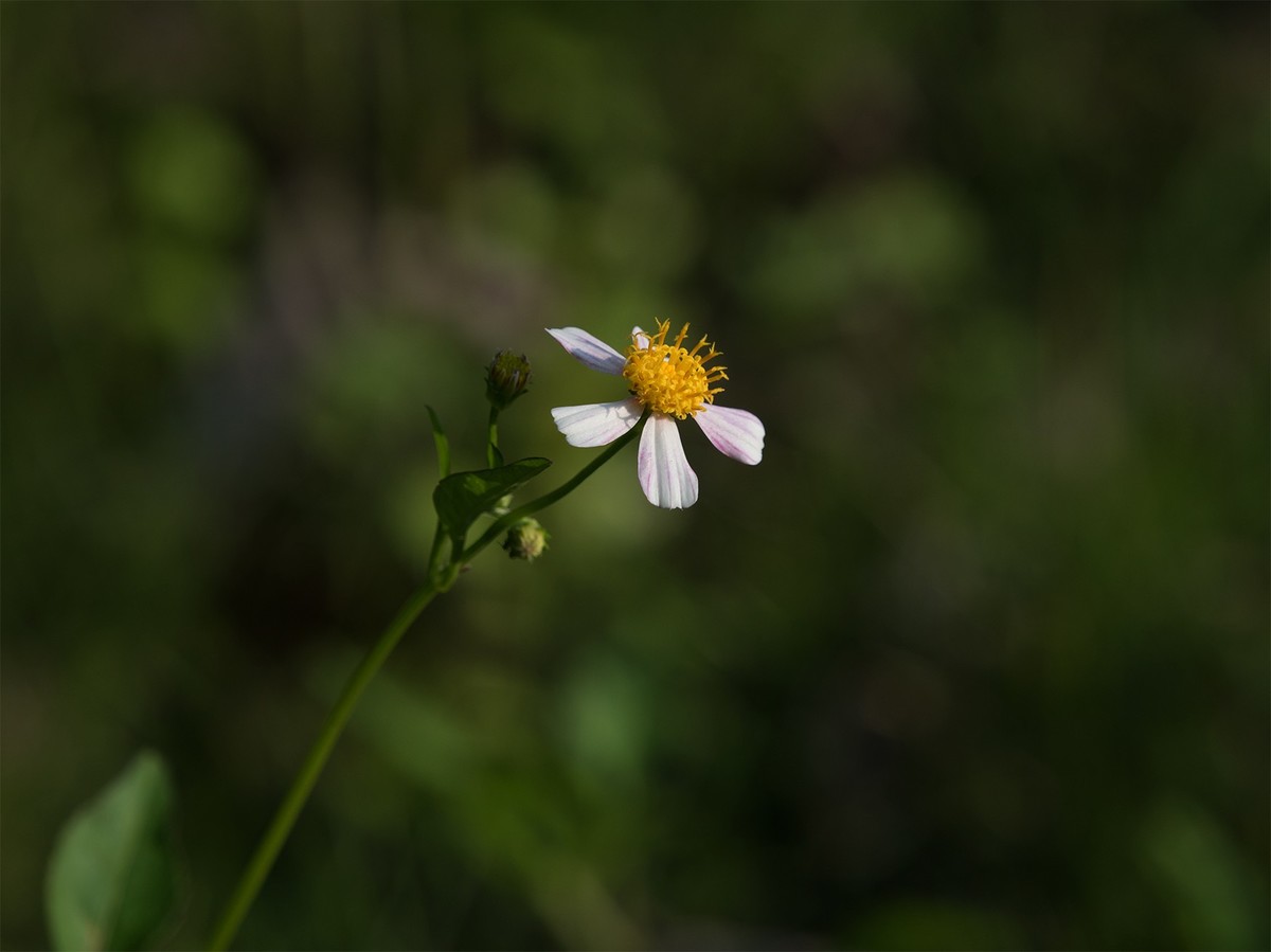 适马100-400mm试镜