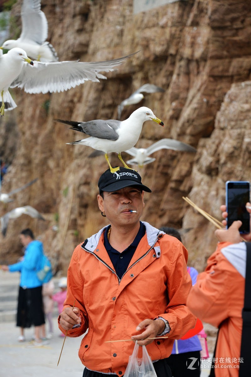 海驴岛上鸥戏人