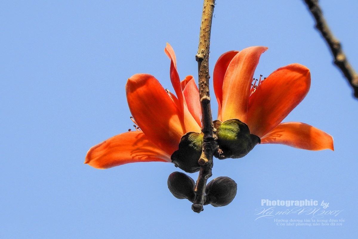 木棉树开花结果！