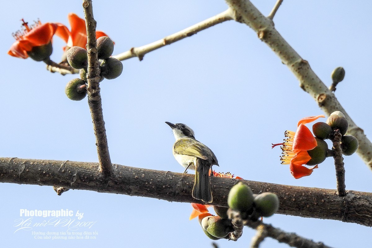 木棉树开花结果！