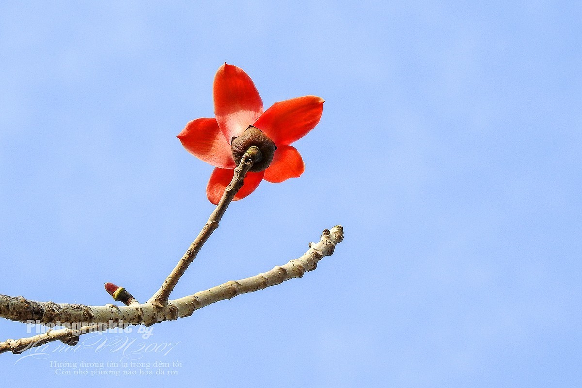 木棉树开花结果！