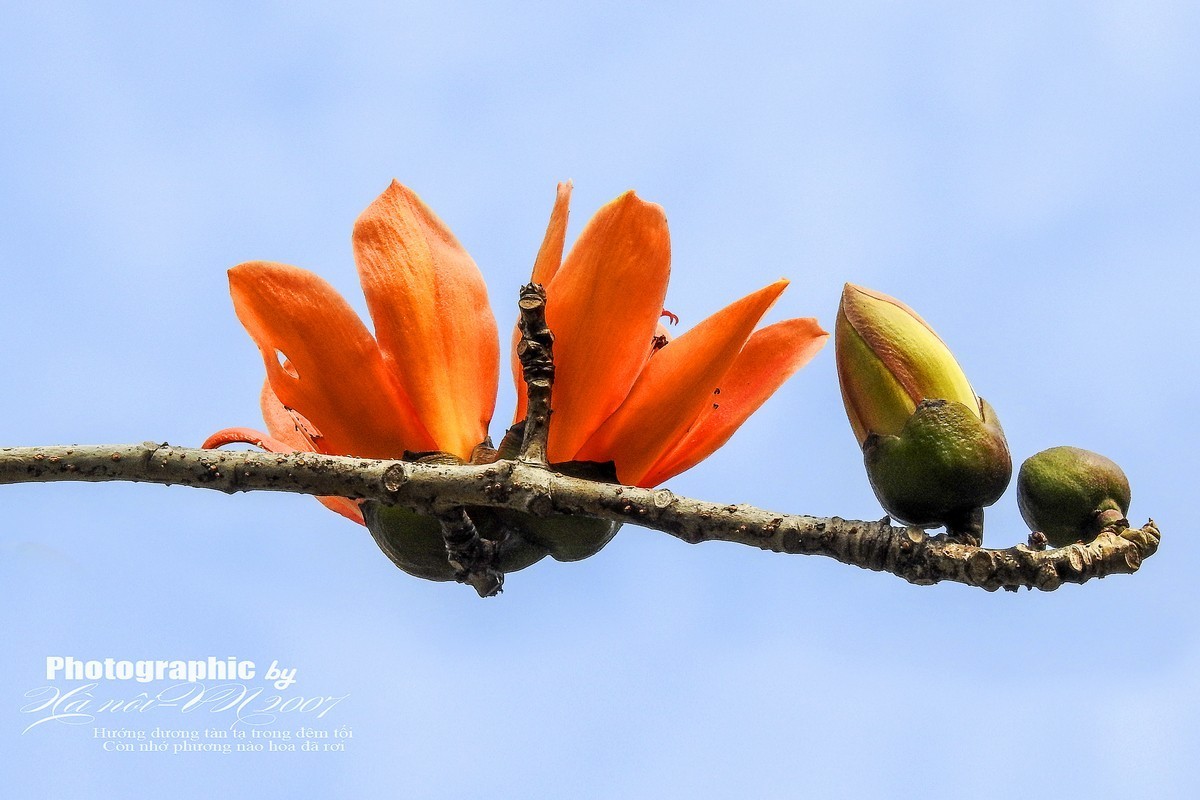 木棉树开花结果！