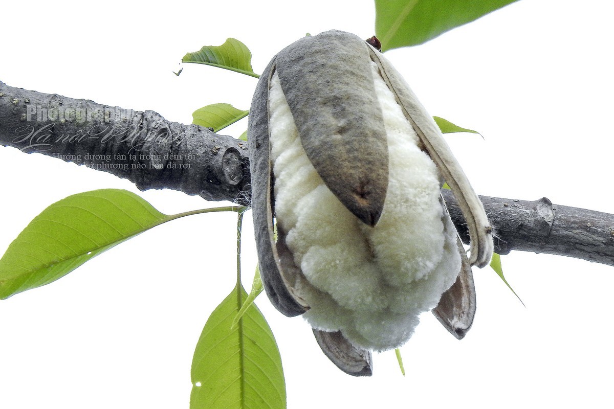 木棉树开花结果！