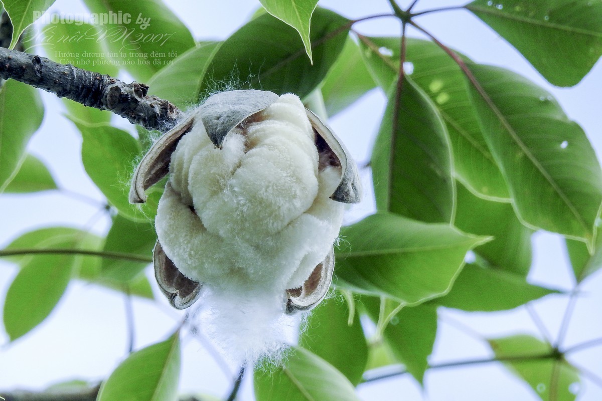 木棉树开花结果！