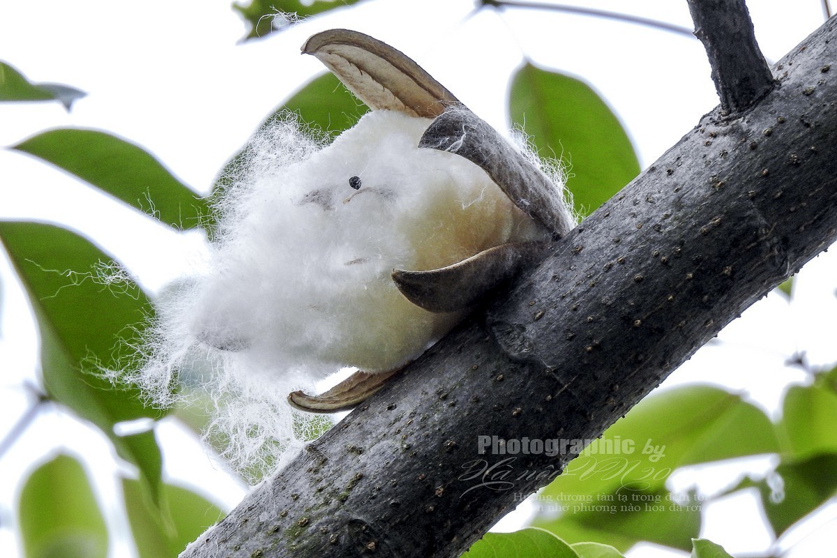 木棉树开花结果！
