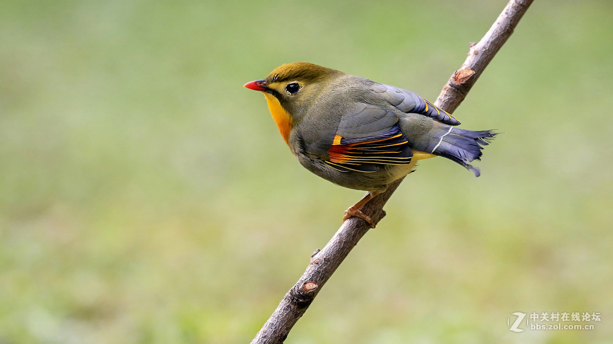 林鸟红嘴相思鸟②