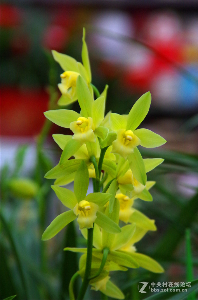 K50+威达28-210，继续拍花