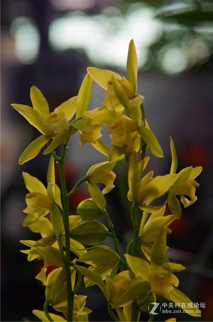 K50+威达28-210，继续拍花