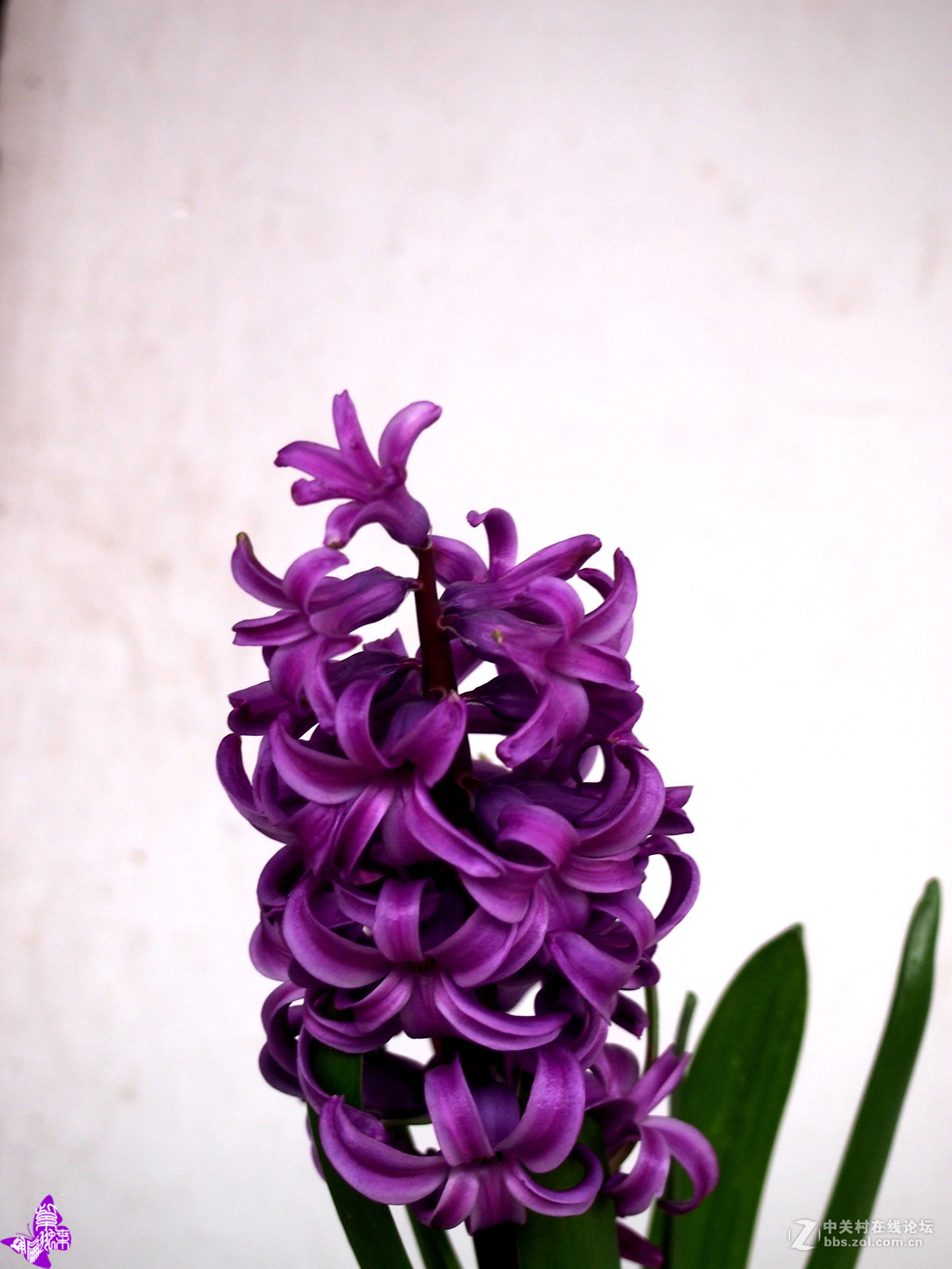 深紫色风信子花语图片