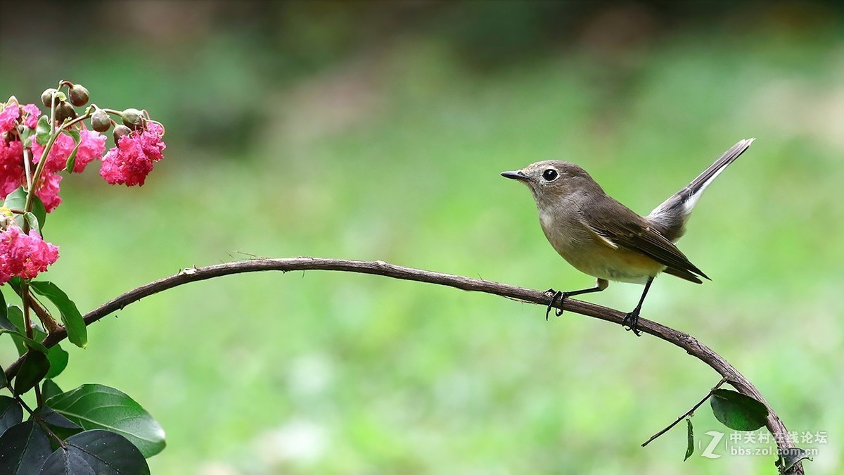 分享 红喉姬鹟MMGG
