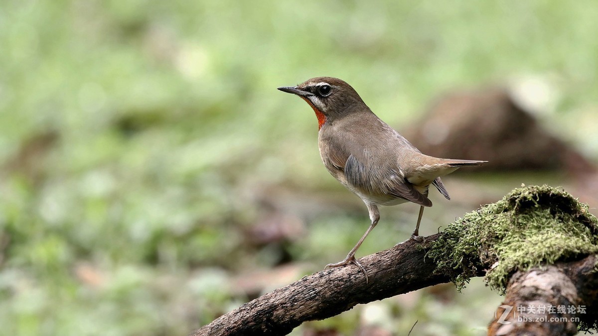 分享 红喉姬鹟MMGG