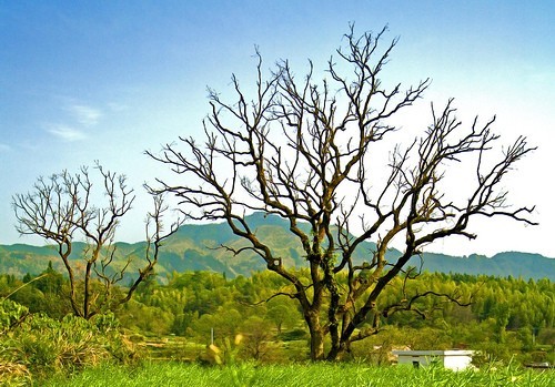 摄影入门必备 小白入门的摄影构图技巧