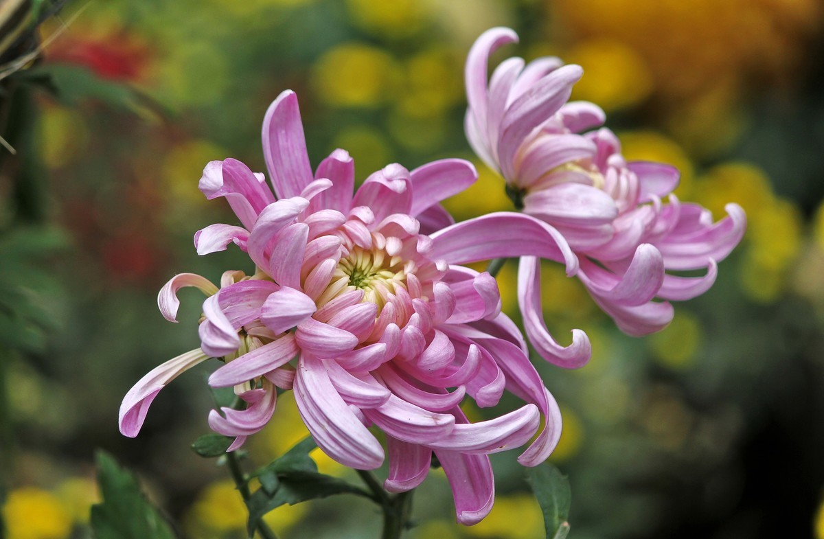 多姿多彩的菊花