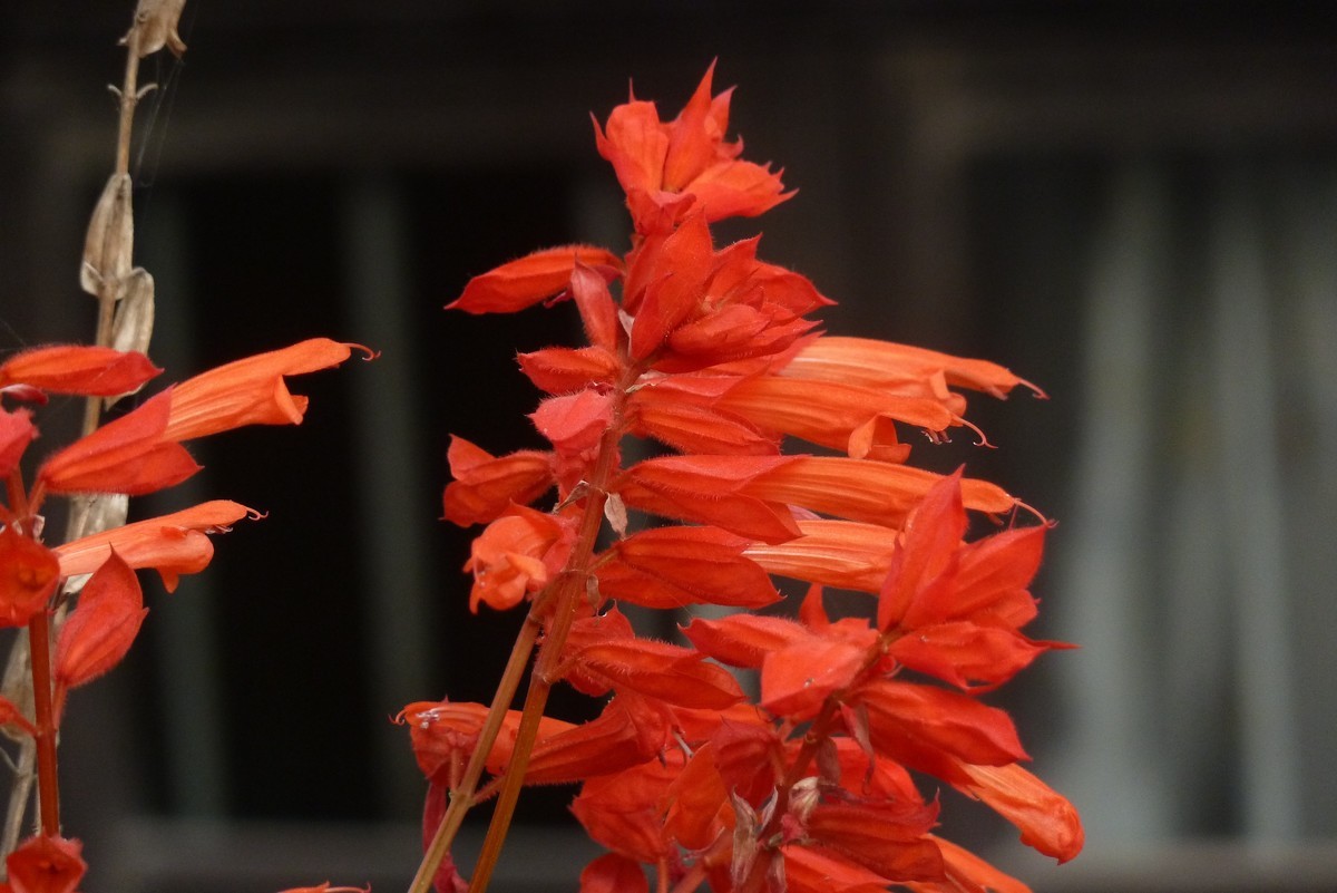 松下ZS7逆光拍菊花和一串红