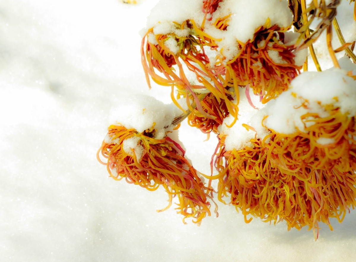 春风吹又生—(冬菊)