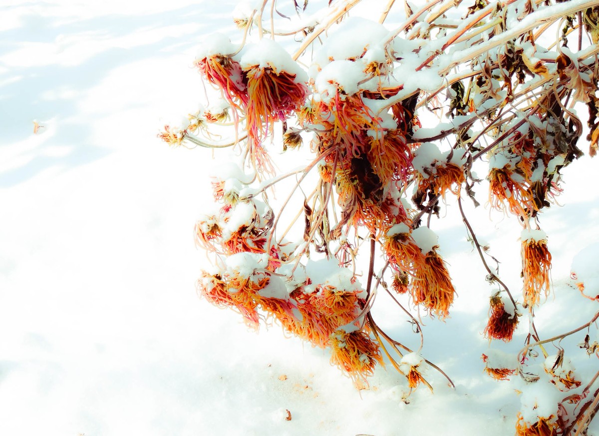 春风吹又生—(冬菊)