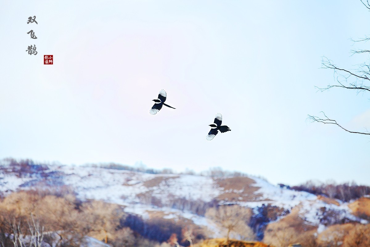 坝上行摄之------蛤蟆坝之冬