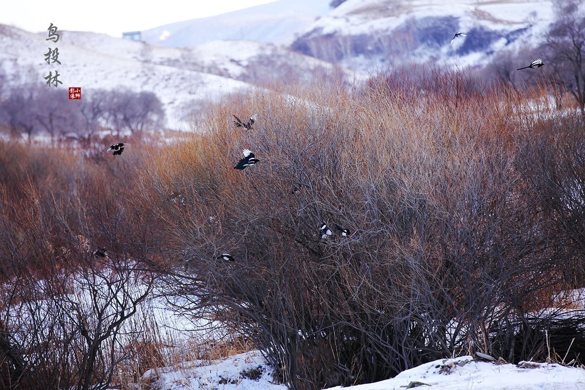 坝上行摄之------蛤蟆坝之冬