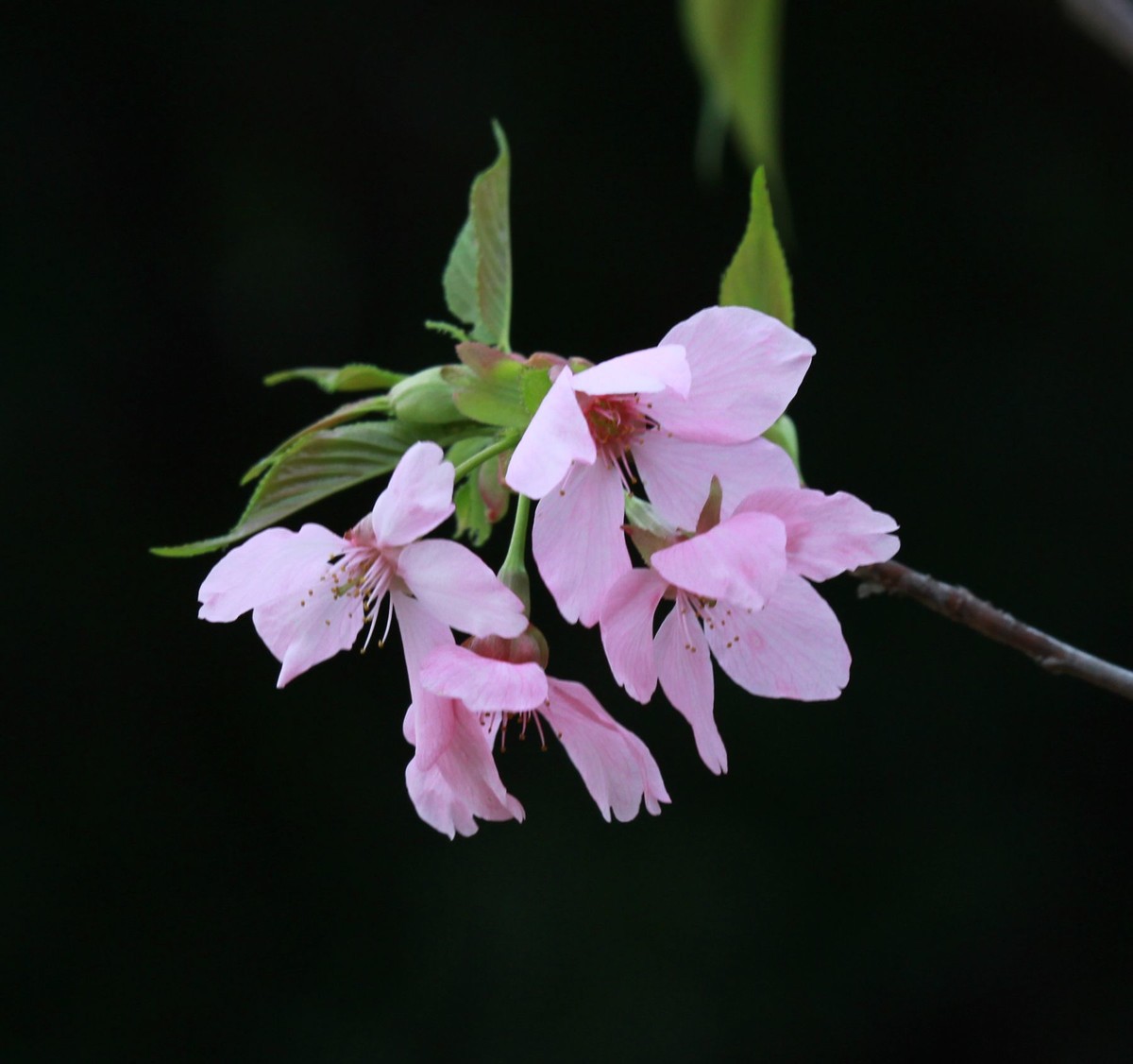美丽的厦门迎春樱花朵风光摄影