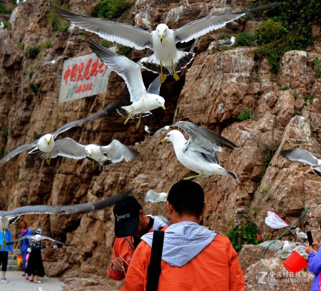 海驴岛上鸥戏人