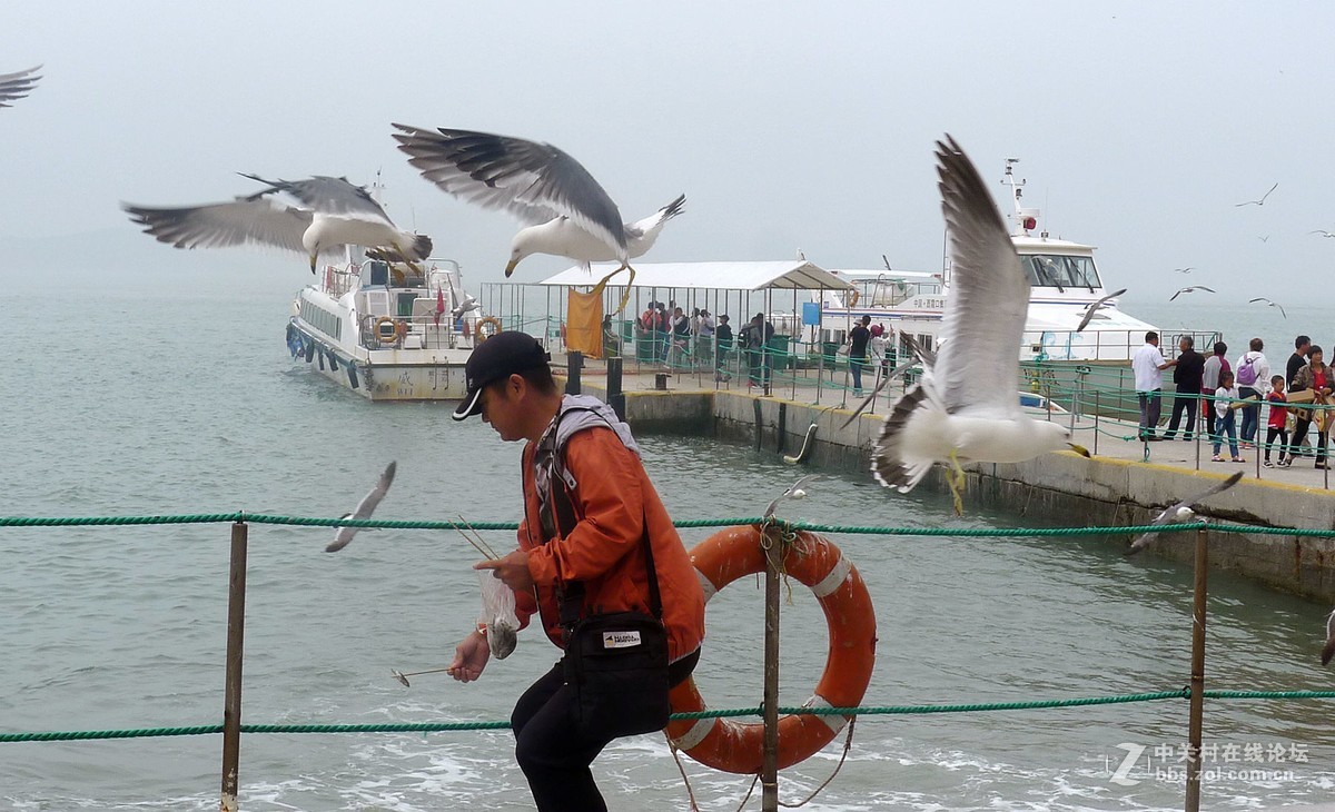 海驴岛上鸥戏人